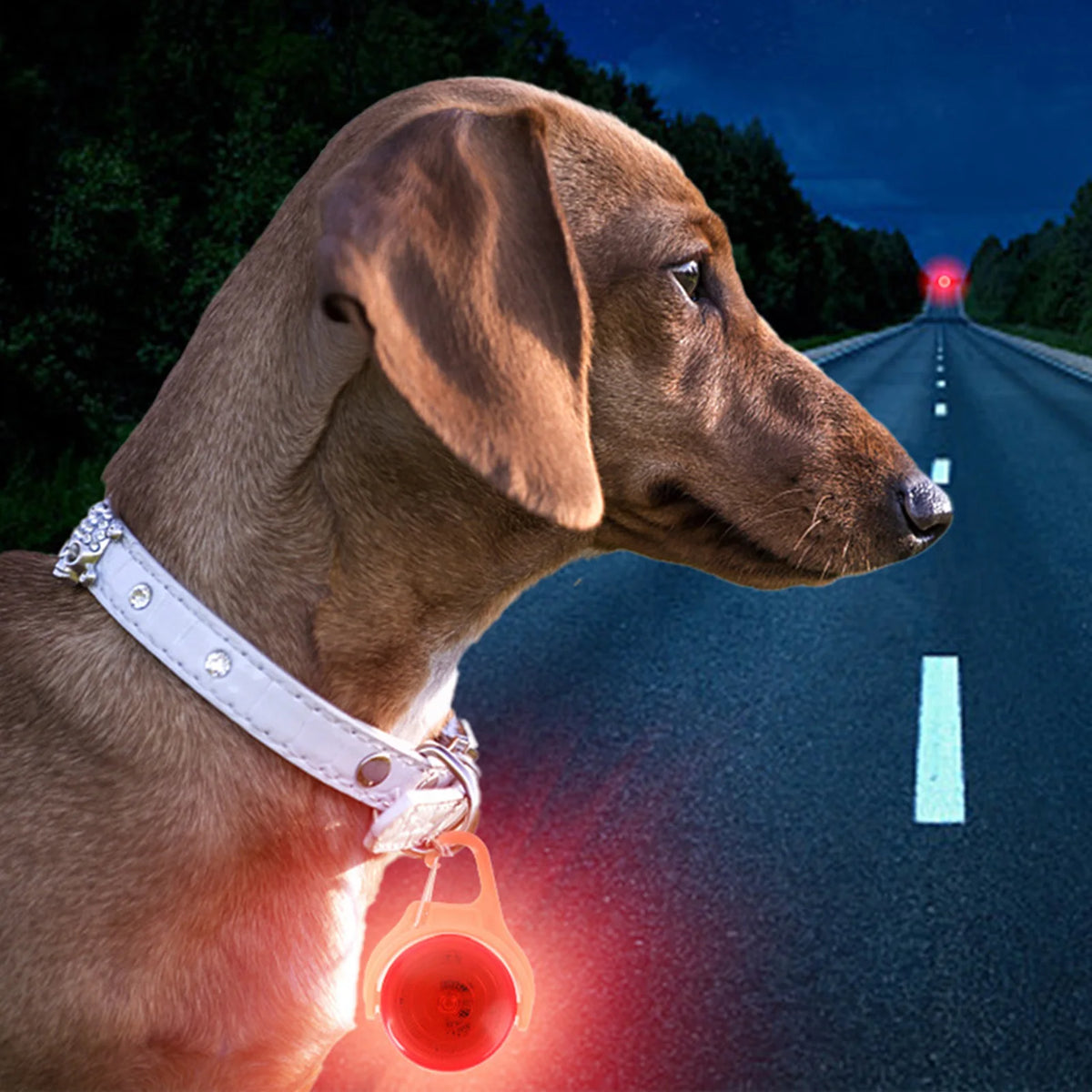 LED Glow Dog Collar Light – Night Safety Pendant for Dogs & Cats